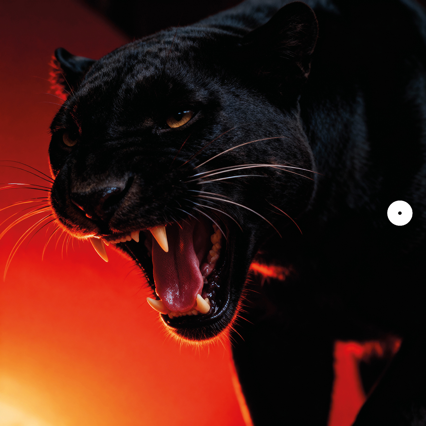 DONT BLINK – NATURAL SELECTION